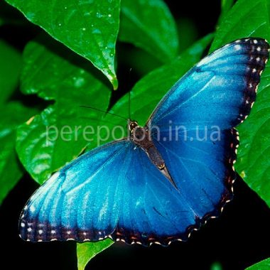 Одесса бабочки