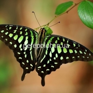 зеленая бабочка