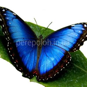 Бабочка Голубая Морфо Одесса