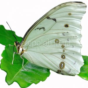 бабочка белая морфо Одесса