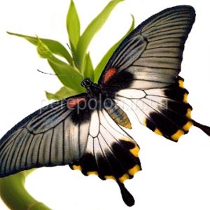 бабочка парусник одесса