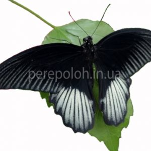 Бабочка черный принц Одесса